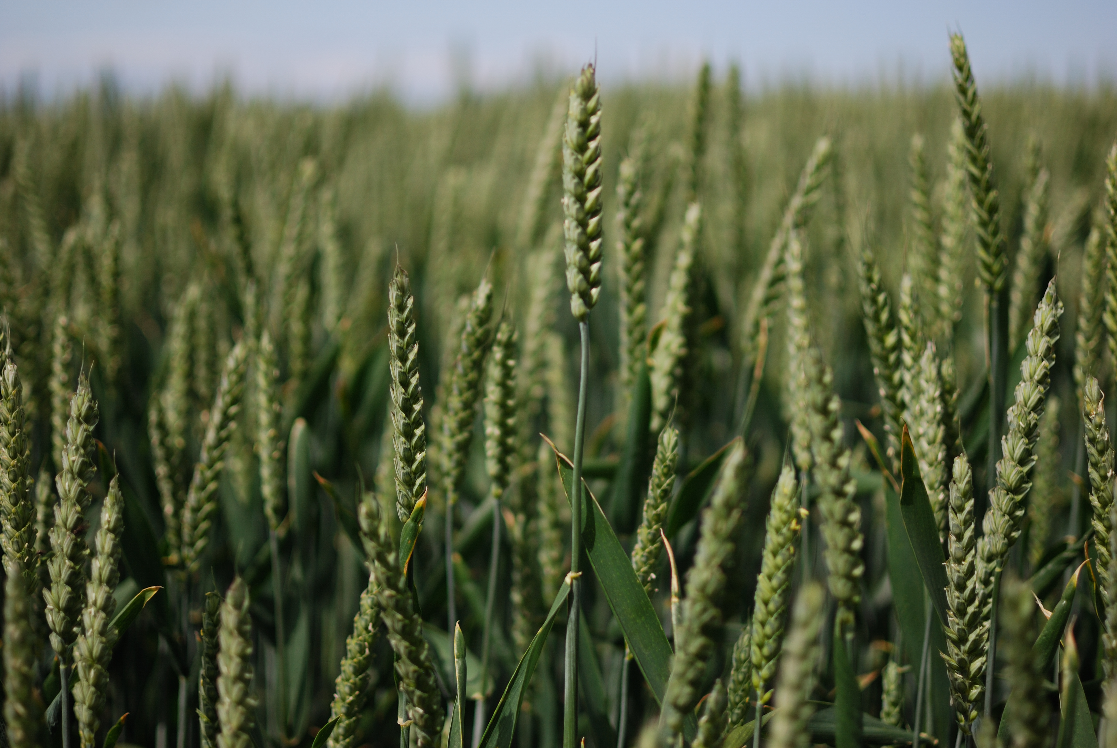 wheatfield